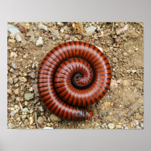 Poster Desert Millipede