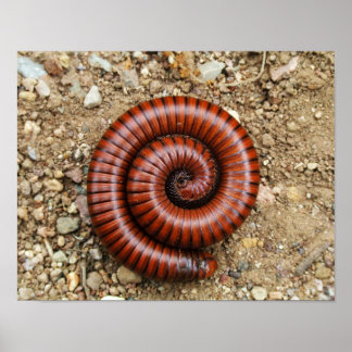 Poster Desert Millipede