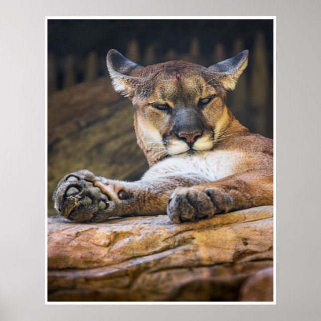 Poster Desert Monarch: The Resting Cougar (Devant)