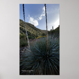 Poster Desert Southwest Sotol Plantes Pittoresque Image A