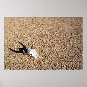 Poster Deserts   Cow Skull on the Desert Ground