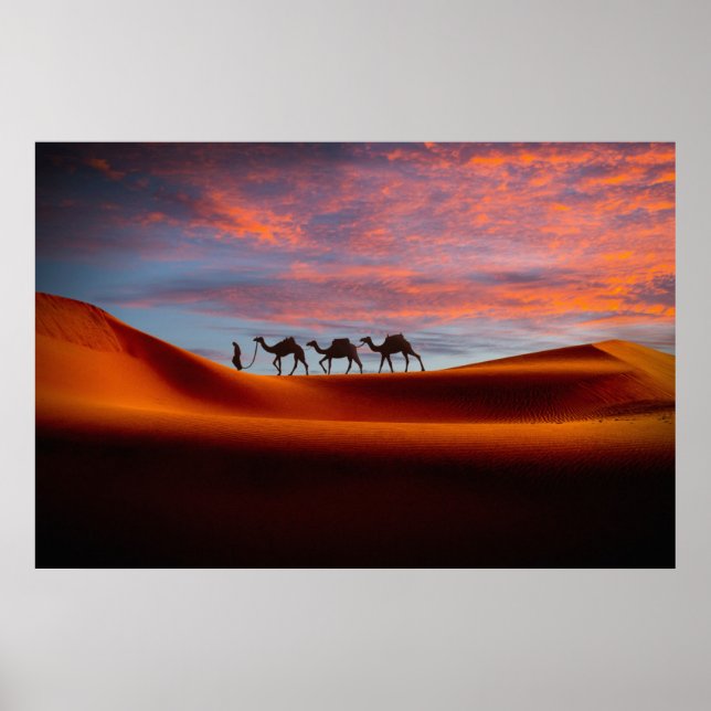 Poster Deserts | Man & Camels in the Sand Dunes (Devant)