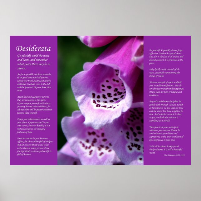 Poster Desiderata - Violet Foxglove (Devant)