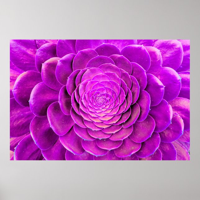 Poster Design de fleur de cactus (Devant)