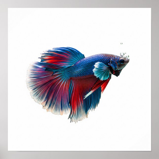 Poster Design de poissons de natation dynamique (Devant)