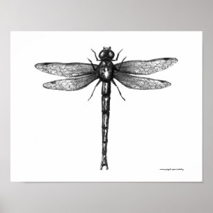 Poster Dessin à encre de libellule