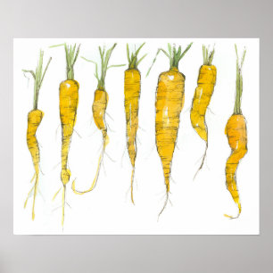 Poster Dessin à l'encre et aquarelle de carottes du jardi
