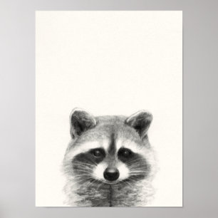 Poster Dessin au crayon de Raccoon