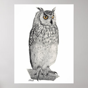 Poster Dessin au crayon Eagle Owl