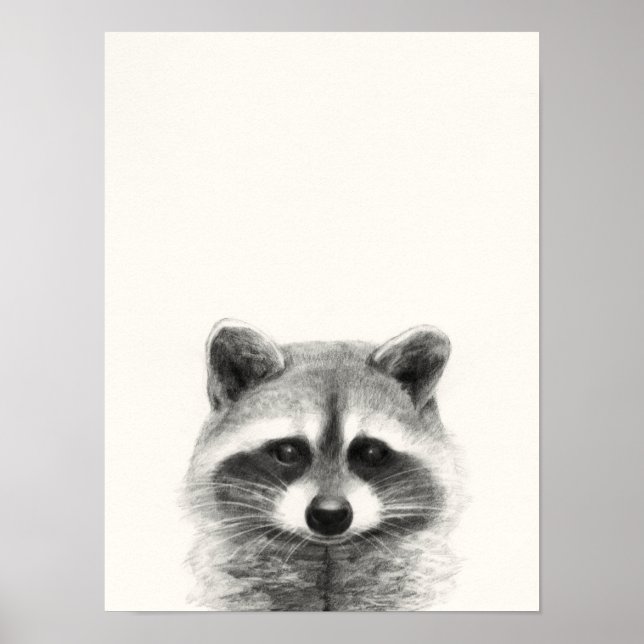 Poster Dessin au crayon Raccoon (Devant)