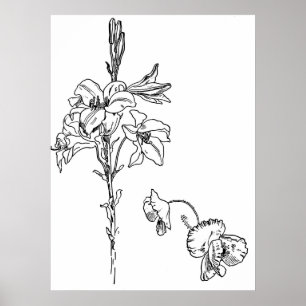 Poster Dessin au trait fleur de lis et de pavot
