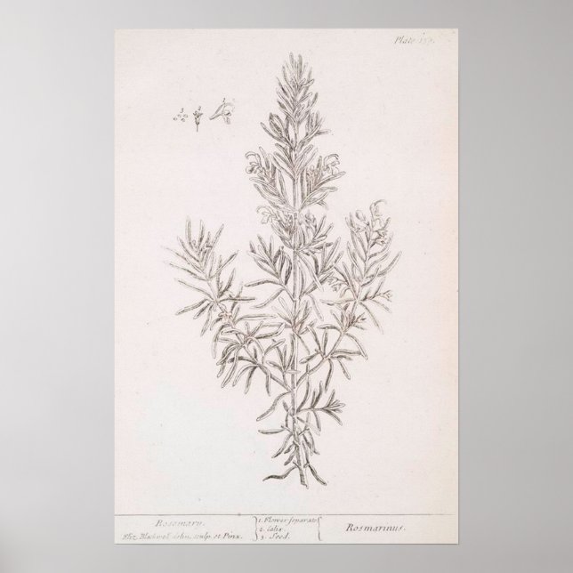 Poster Dessin botanique romarin Art vintage (Devant)