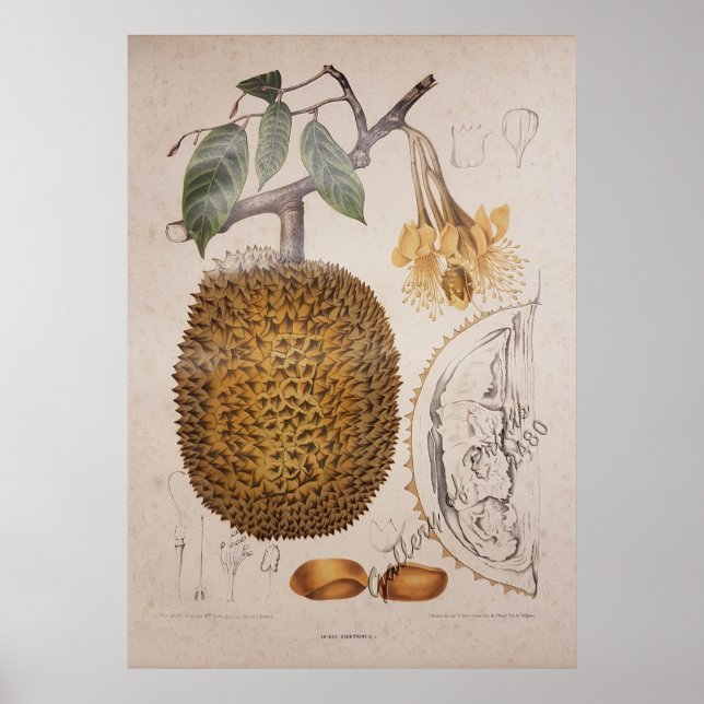 Poster dessin botanique vintage de durian (Devant)