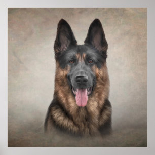 Poster Dessin Chien berger allemand