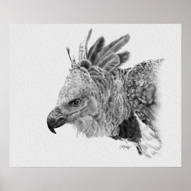 Poster Dessin d'aigle (Devant)
