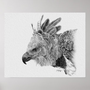 Poster Dessin d'aigle