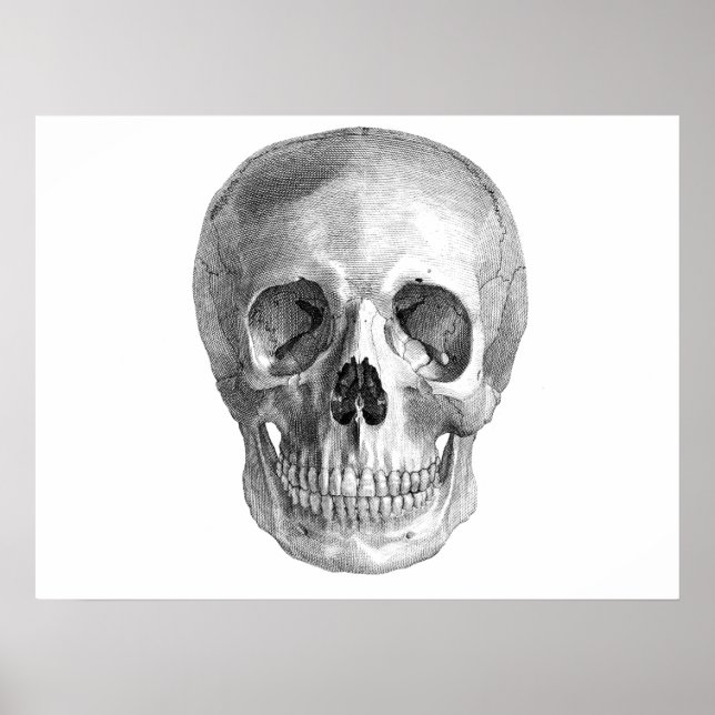 Poster Dessin d'anatomie du crâne humain (Devant)
