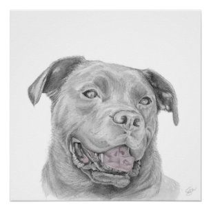 Poster Dessin d'art Pitbull American Staffordshire Terrie