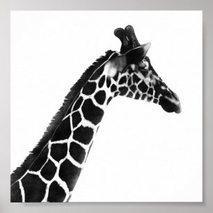 Poster Dessin de charbon de bois Giraffe