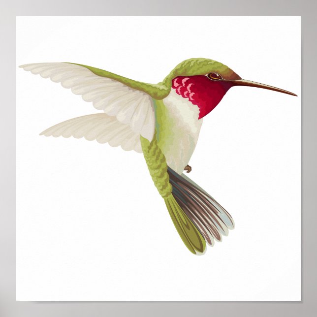 Poster Dessin de colibri (Devant)