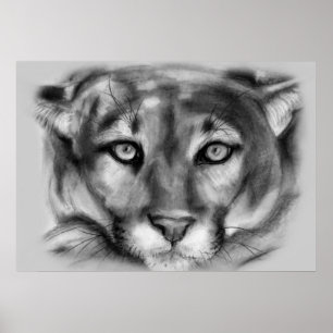 Poster Dessin de cougar