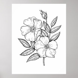 Poster Dessin de fleur Rose sauvage