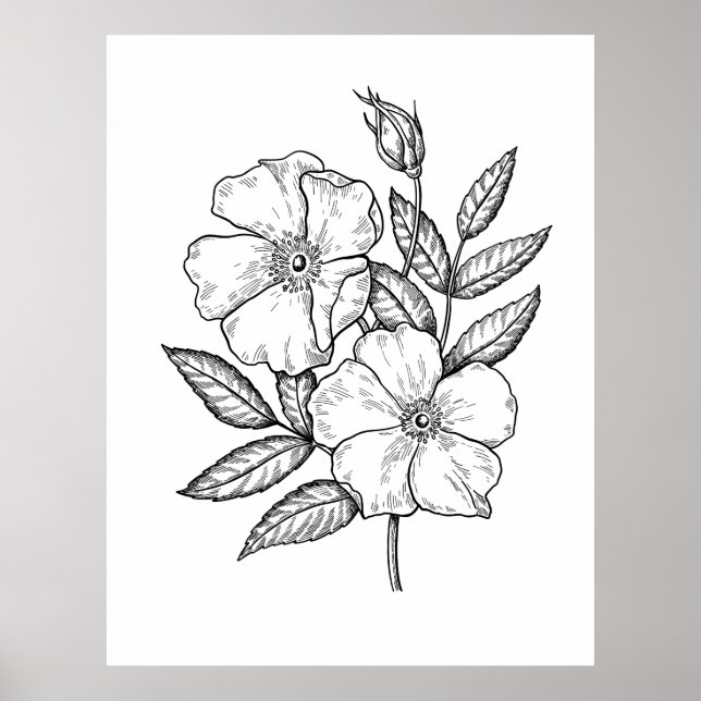 Poster Dessin de fleur Rose sauvage (Devant)