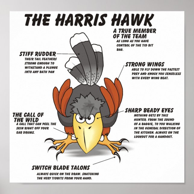 Poster Dessin de Harris Hawk (Devant)