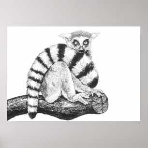 Poster Dessin de lémur