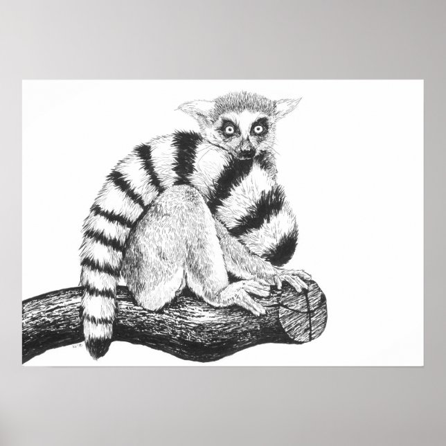 Poster Dessin de lémur (Devant)