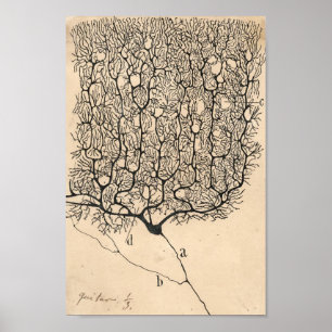 Poster Dessin De Neuron Par Santiago Ramón Y Cajal