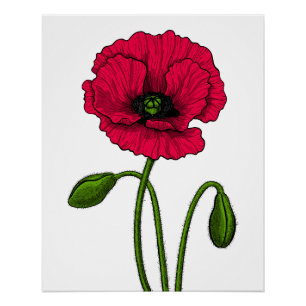 Poster Dessin de pavot rouge