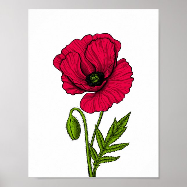 Poster Dessin de pavot rouge (Devant)
