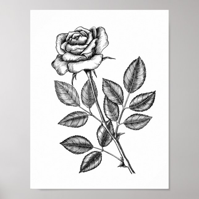 Poster Dessin de rose 2 (Devant)