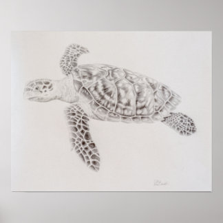 Poster Dessin de tortue de mer côtière