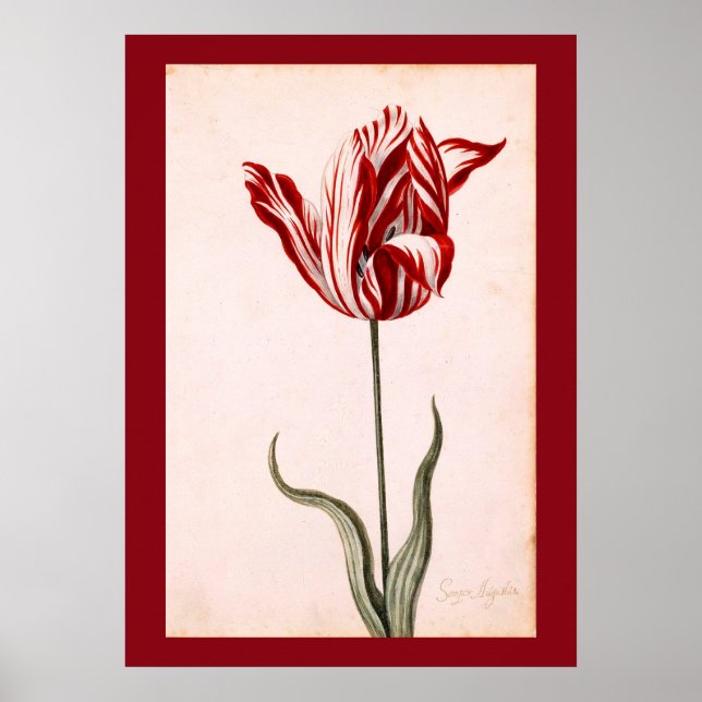 Poster Dessin de tulipe vintage (Devant)