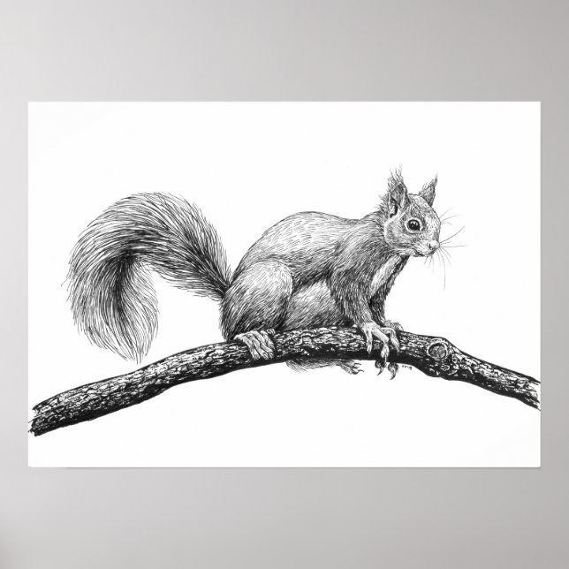 Poster Dessin d'écureuil (Devant)