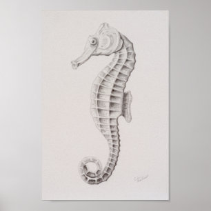 Poster Dessin des hippocampes côtières