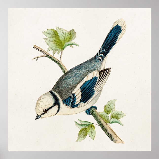 Poster Dessin d'oiseaux chanteurs vintages des années 180 (Devant)