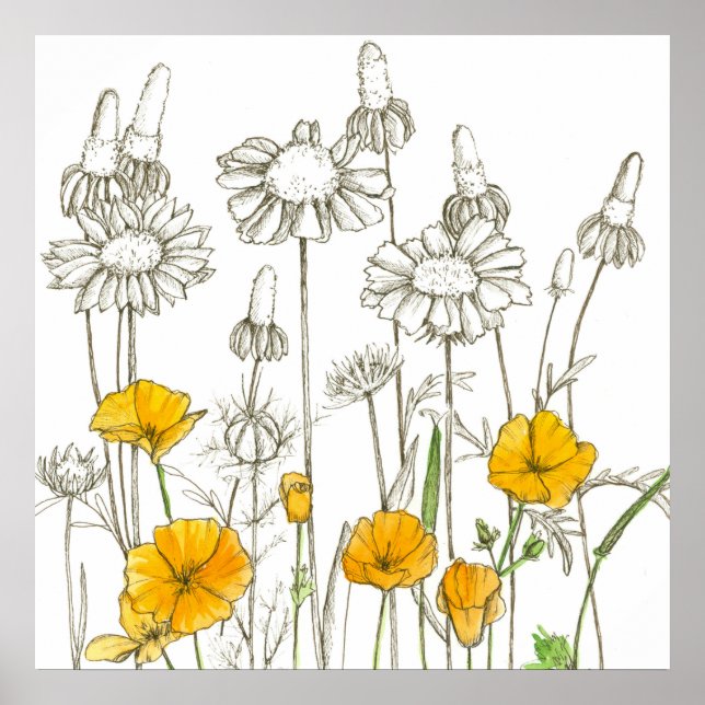 Poster Dessin du Fleur sauvage California Poppy Flowers (Devant)
