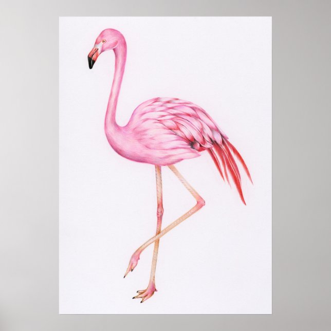 Poster Dessin Flamant rose mignon (Devant)