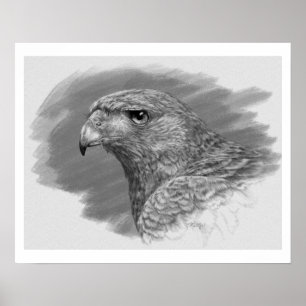 Poster Dessin Harris Hawk