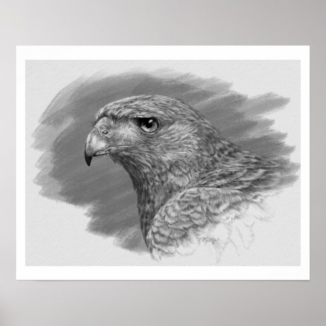 Poster Dessin Harris Hawk (Devant)