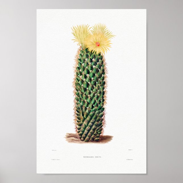 Poster Dessin Nopal d'une image Plante Cactus Fleur Cactu (Devant)