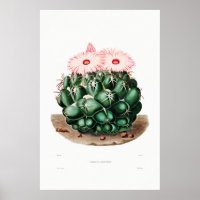 Dessin Nopal d'une image Plante Cactus Fleur Cactu