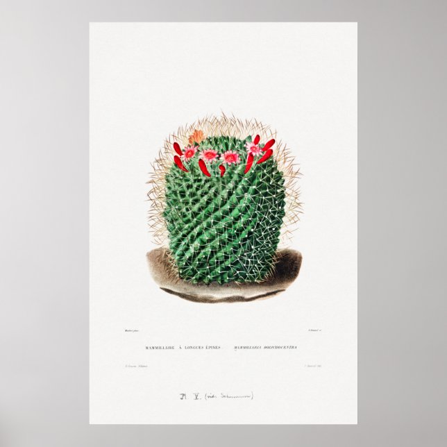 Poster Dessin Nopal d'une image Plante Cactus Fleur Cactu (Devant)