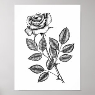 Poster dessin rose 2