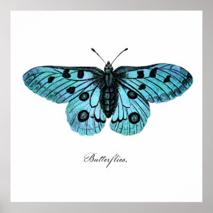 Poster Dessin Turquoise vintage à papillons bleus - Papil