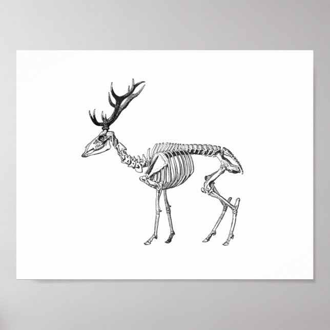 Poster Dessin vintage éffrayant de squelette (Devant)