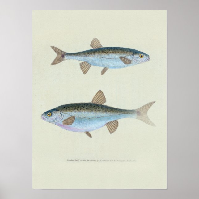Poster Dessin zoologique de deux poissons (Devant)